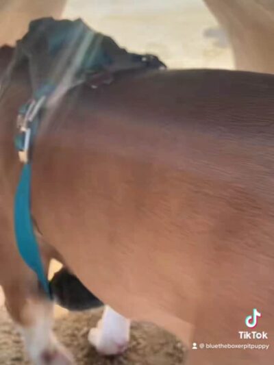 Magic Johnson dog park - Los Angeles, CA