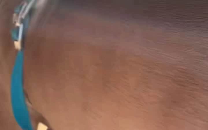 Magic Johnson dog park - Los Angeles, CA