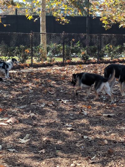 Oberrieder Dog Park - Los Angeles, CA