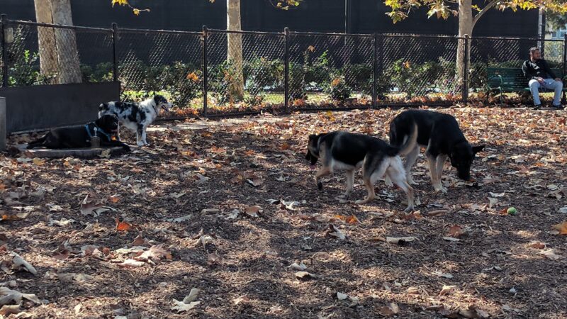 Oberrieder Dog Park - Los Angeles, CA