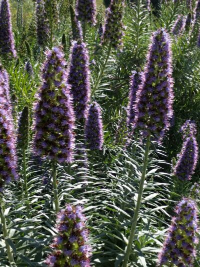 Oberrieder Dog Park - Los Angeles, CA