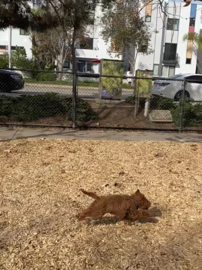 Oberrieder Dog Park - Los Angeles, CA