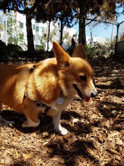 Oberrieder Dog Park - Los Angeles, CA