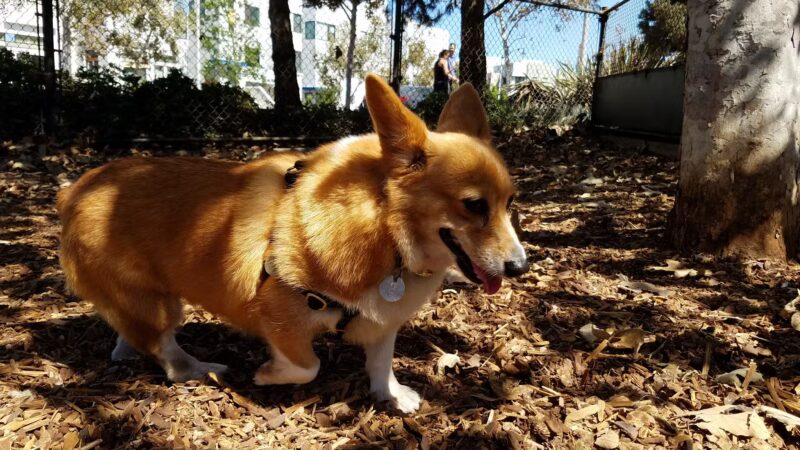 Oberrieder Dog Park - Los Angeles, CA