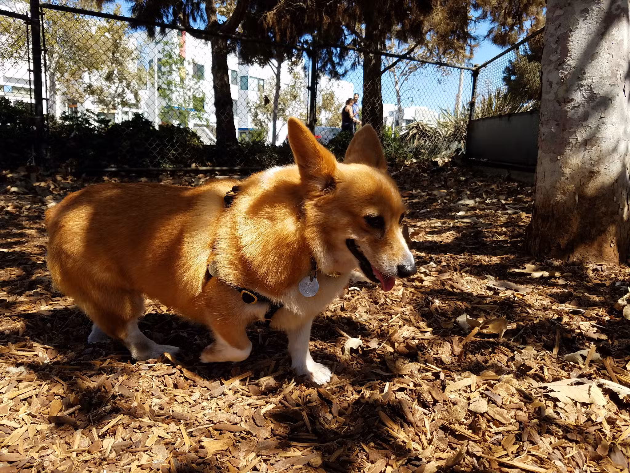 Oberrieder Dog Park - Los Angeles, CA