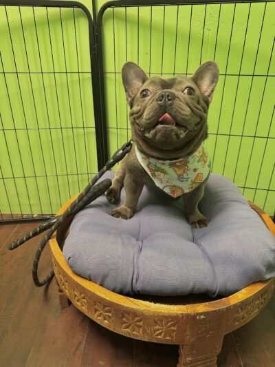 Patitas y Divercion (Paws & Fun) - Los Angeles, CA