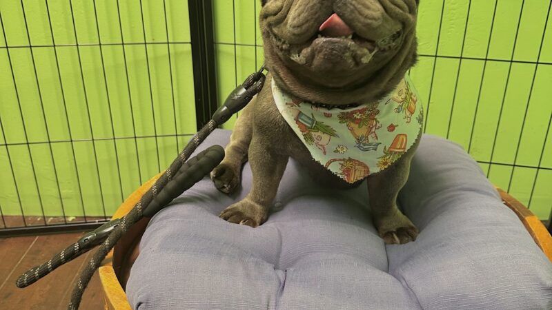 Patitas y Divercion (Paws & Fun) - Los Angeles, CA