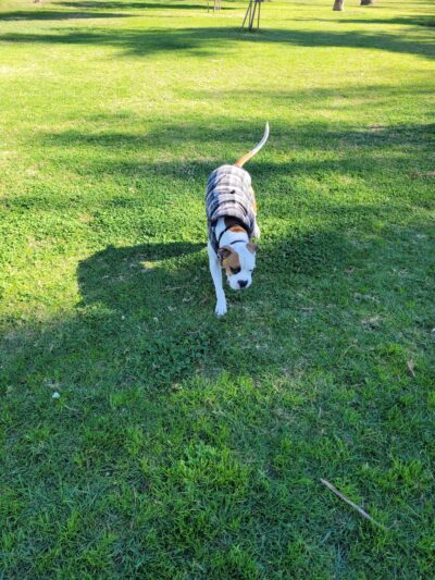 Prospect Park - Los Angeles, CA