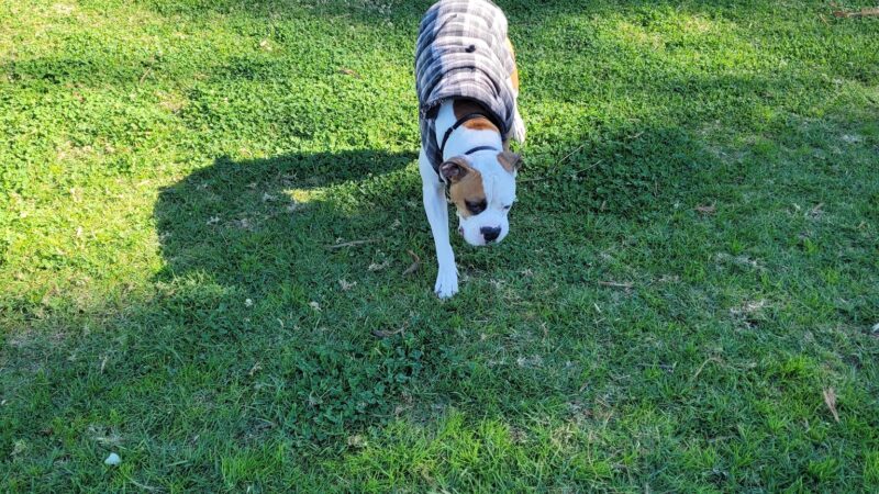 Prospect Park - Los Angeles, CA