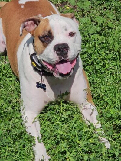 Prospect Park - Los Angeles, CA