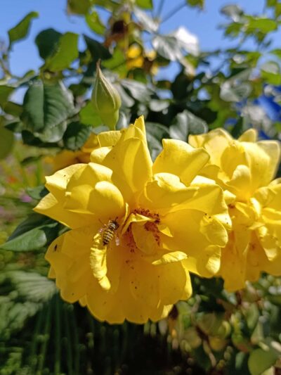 South Lawn - Los Angeles, CA