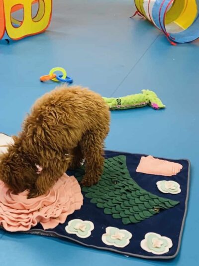 South Park Doggie - Doggieland (LA) - Los Angeles, CA