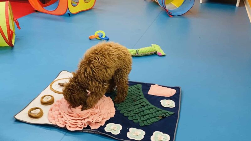 South Park Doggie - Doggieland (LA) - Los Angeles, CA