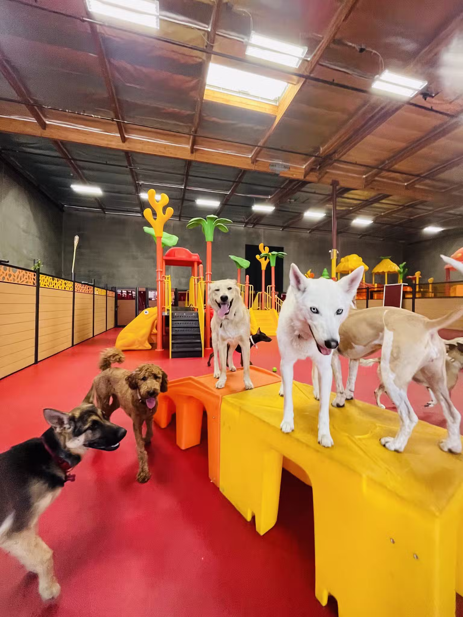 South Park Doggie - Doggieland (LA) - Los Angeles, CA