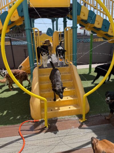 South Park Doggie - Doggieland (LA) - Los Angeles, CA