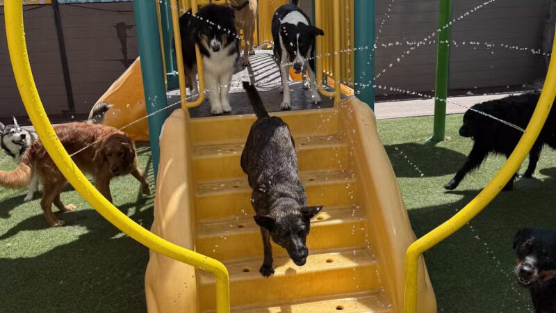 South Park Doggie - Doggieland (LA) - Los Angeles, CA