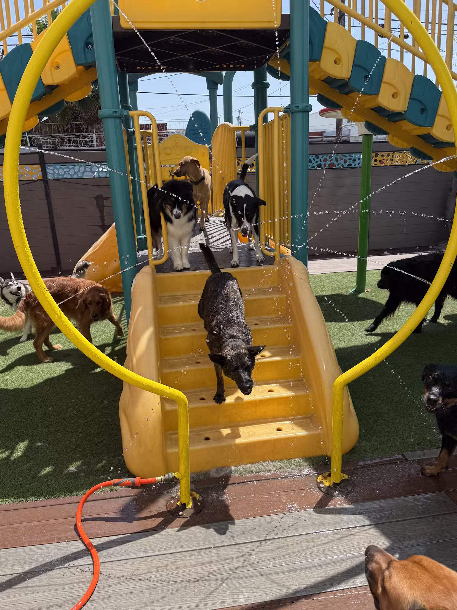 South Park Doggie - Doggieland (LA) - Los Angeles, CA