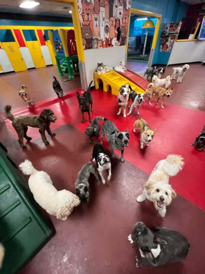 South Park Doggie - Playland (DTLA) - Los Angeles, CA