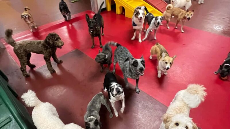 South Park Doggie - Playland (DTLA) - Los Angeles, CA