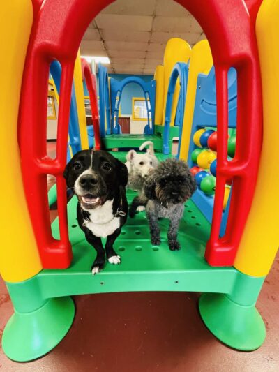 South Park Doggie - Playland (DTLA) - Los Angeles, CA
