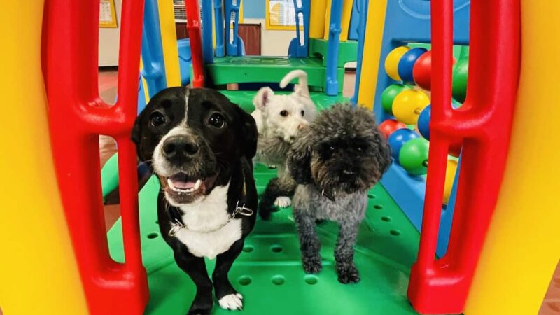 South Park Doggie - Playland (DTLA) - Los Angeles, CA