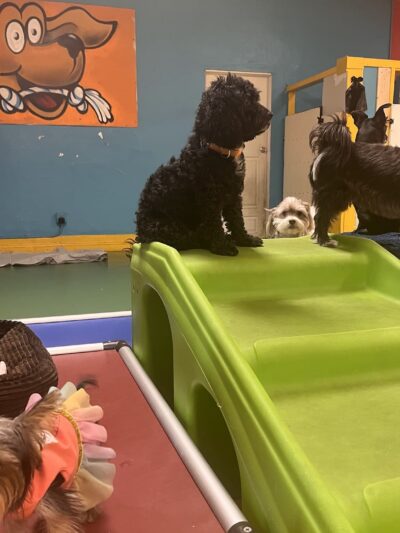 South Park Doggie - Playland (DTLA) - Los Angeles, CA