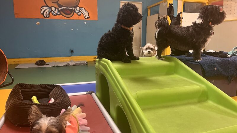 South Park Doggie - Playland (DTLA) - Los Angeles, CA