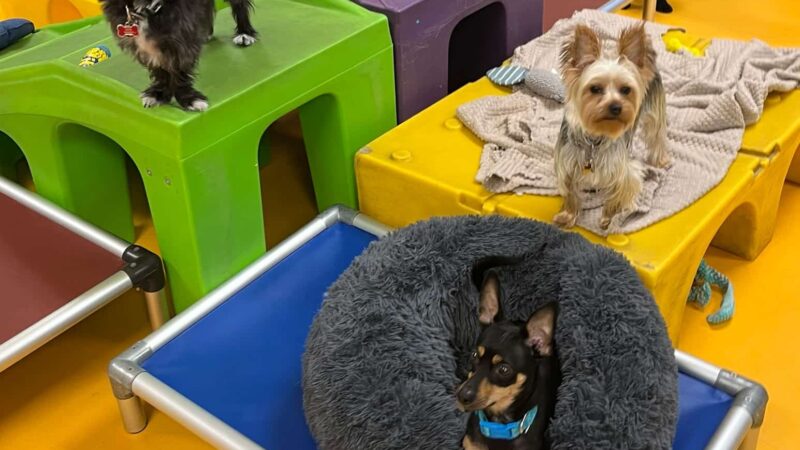 South Park Doggie - Playland (DTLA) - Los Angeles, CA