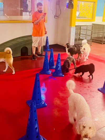 South Park Doggie - Playland (DTLA) - Los Angeles, CA