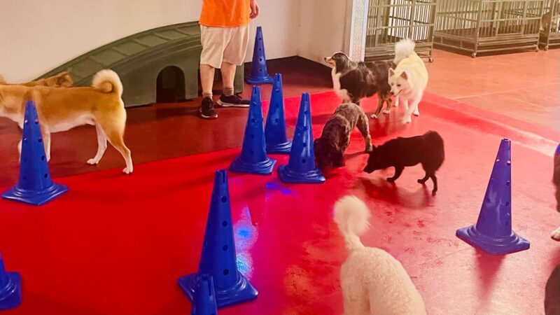 South Park Doggie - Playland (DTLA) - Los Angeles, CA