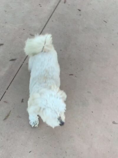 Westwoof Dog Park - Los Angeles, CA