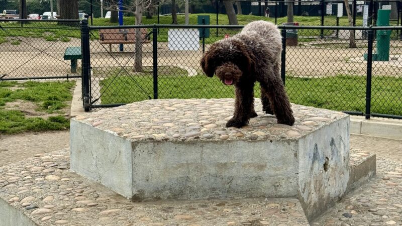 Westwoof Dog Park - Los Angeles, CA