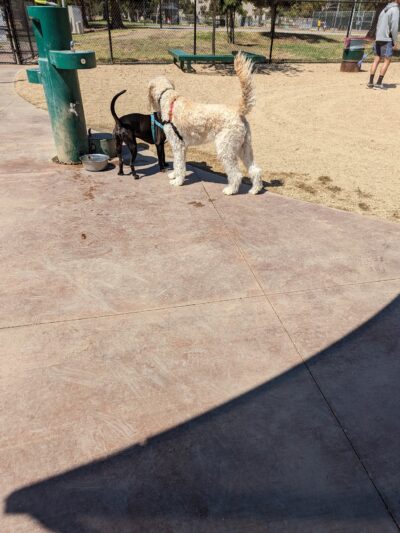 Westwoof Dog Park - Los Angeles, CA