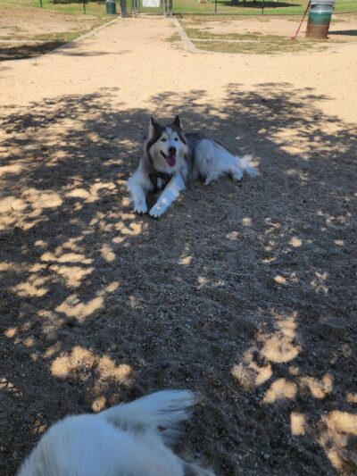 Westwoof Dog Park - Los Angeles, CA