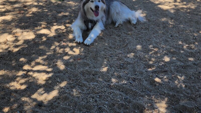 Westwoof Dog Park - Los Angeles, CA