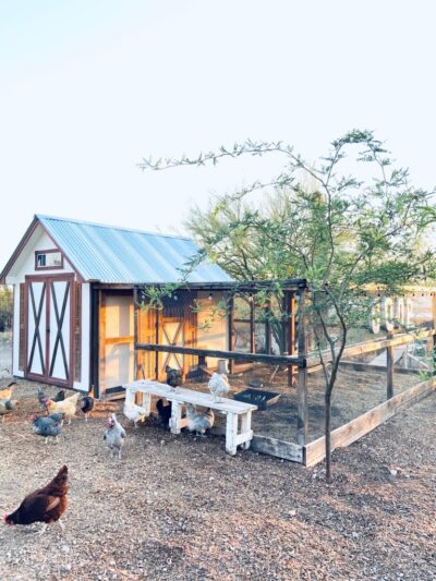 Dogtor Doolittle - Los Lunas, NM