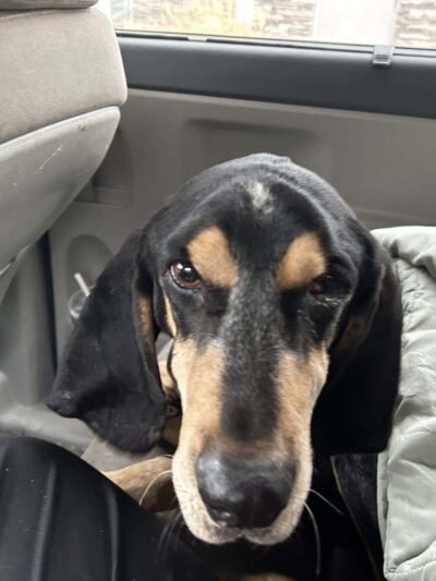 Lawrence County Humane Society - Louisa, KY