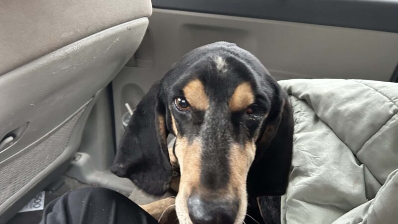 Lawrence County Humane Society - Louisa, KY