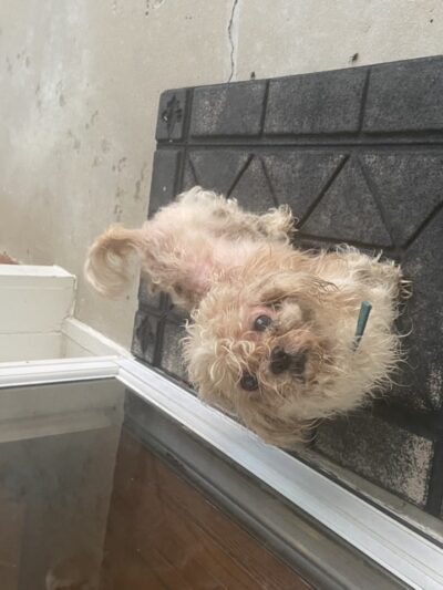 Lawrence County Humane Society - Louisa, KY