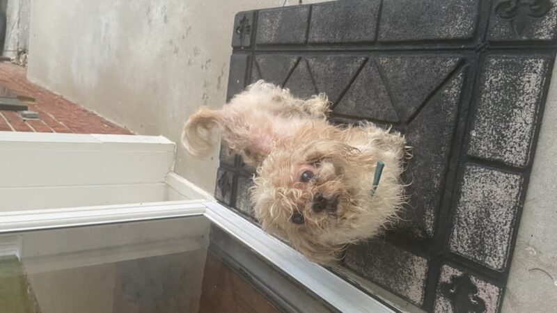Lawrence County Humane Society - Louisa, KY