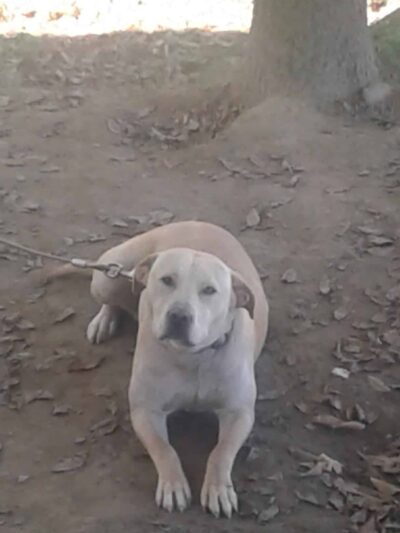 Lawrence County Humane Society - Louisa, KY