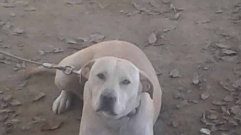 Lawrence County Humane Society - Louisa, KY