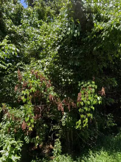 Open Arms Animal Shelter - Louisa, KY