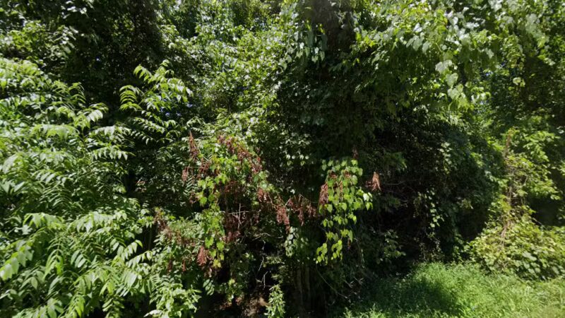 Open Arms Animal Shelter - Louisa, KY