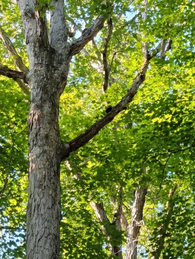 Yatesville Lake - Louisa, KY