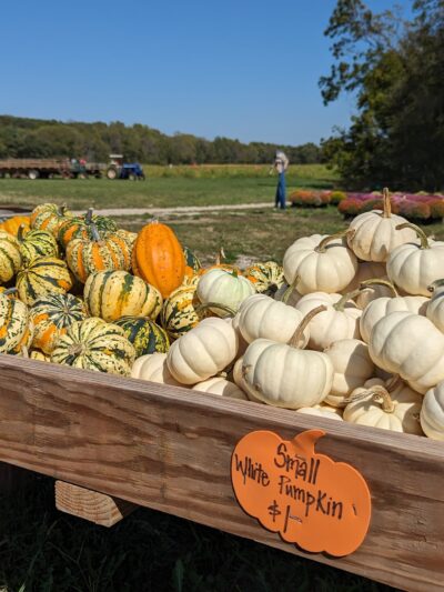 Powell Pumpkin Patch - Louisburg, KS