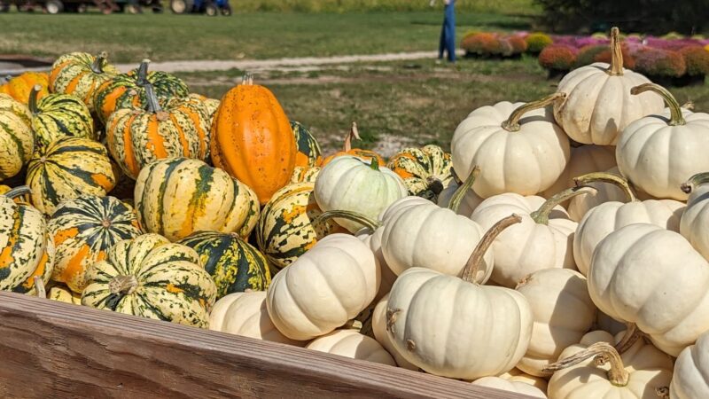 Powell Pumpkin Patch - Louisburg, KS