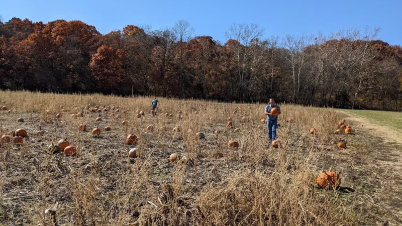 Powell Pumpkin Patch - Louisburg, KS