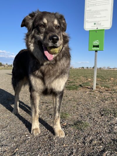 Davidson Mesa Open Space Dog Off-leash area - Louisville, CO