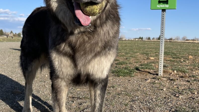 Davidson Mesa Open Space Dog Off-leash area - Louisville, CO